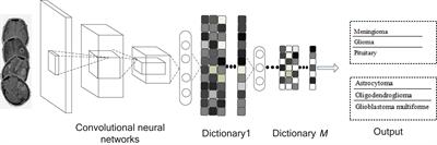 Frontiers | Brain Tumor MR Image Classification Using Convolutional ...